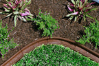EcoBorder L edging around a mulch bed
