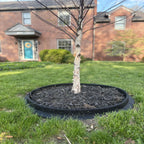EcoBorder Tree Ring around a young tree