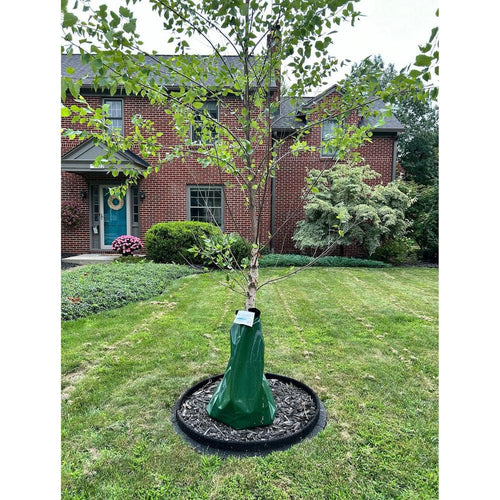 EcoBorder Tree Ring around a young tree in front of a brick house