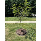 EcoBorder Tree Ring with brown mulch around a young tree