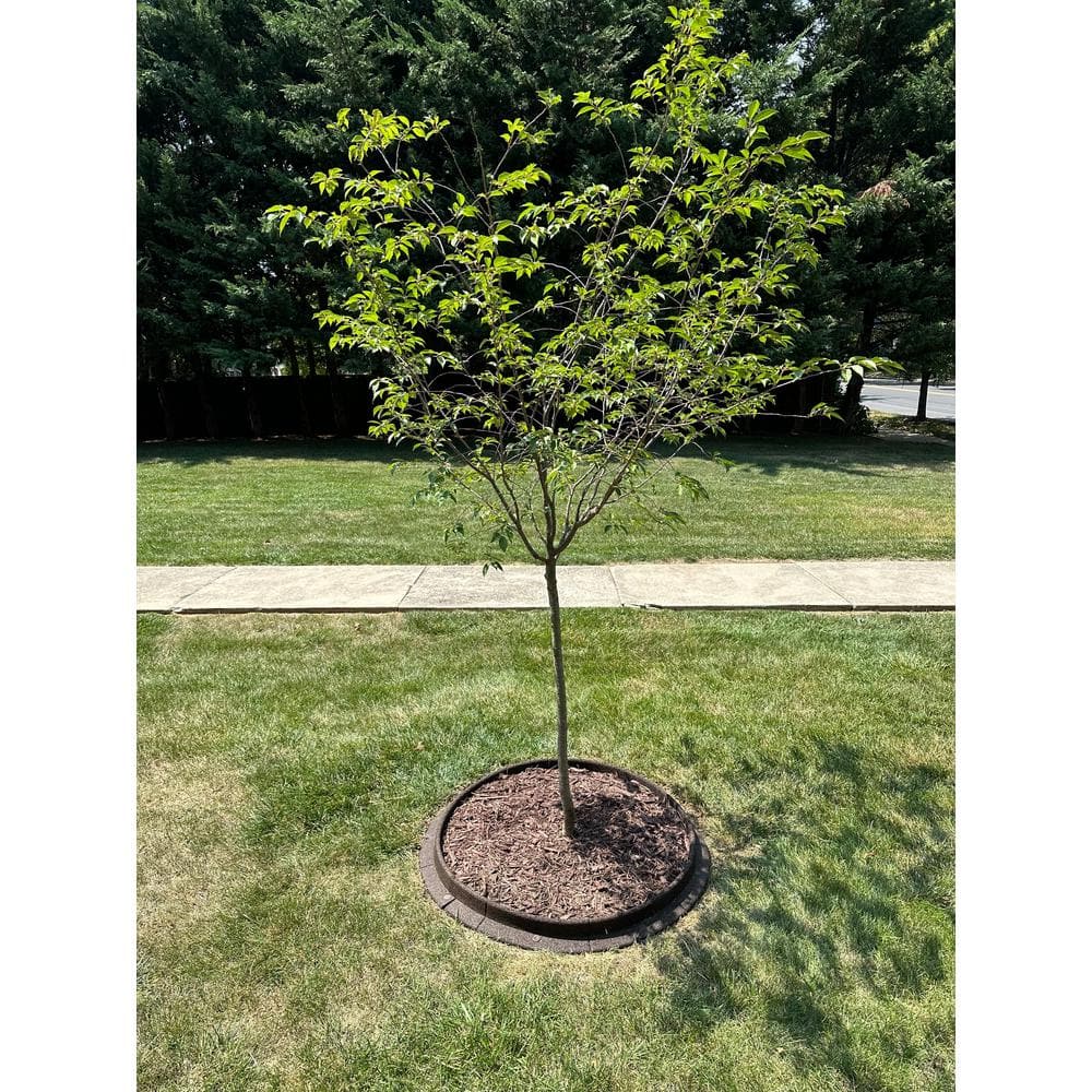EcoBorder Tree Ring with brown mulch around a young tree