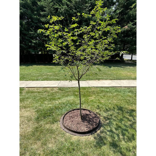 EcoBorder Tree Ring with brown mulch around a young tree